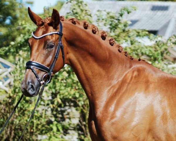 horse Finnigan‘s Finest (Hanoverian, 2020, from Finnigan)