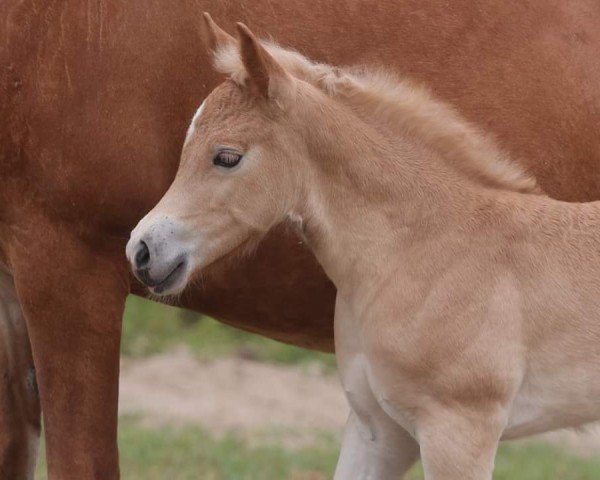 horse Samira-Sahar von den Alleegärten (Haflinger, 2024, from Bugatti)