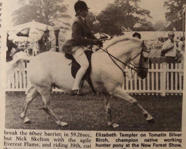 horse Tomatin Silver Birch (New Forest Pony, 1973, from Tomatin Golden Gorse)