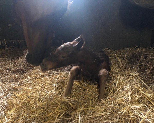 horse Fortina W 3 (Hanoverian, 2020, from Franziskus FRH)