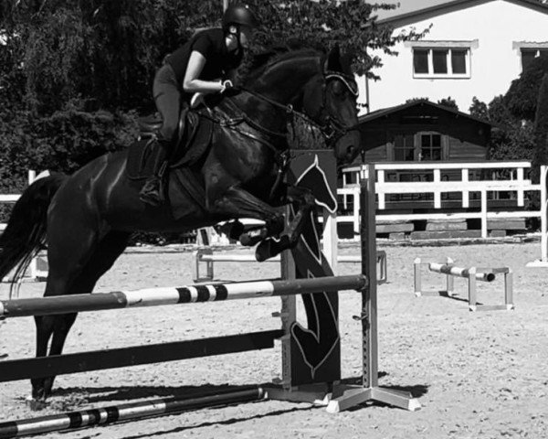 dressage horse Balhalla S (Hanoverian, 2018, from Bentley van de Heffinck)