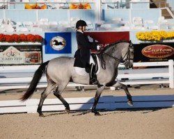 Dressurpferd Cedar's Padraig (Connemara-Pony, 1998, von Ridgetop O'Rian)