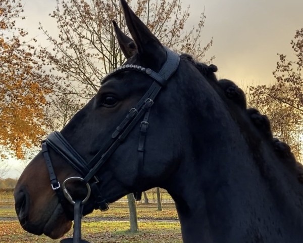 dressage horse Bobby W (Hanoverian, 2017, from Buckingham)