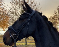 dressage horse Bobby W (Hanoverian, 2017, from Buckingham)