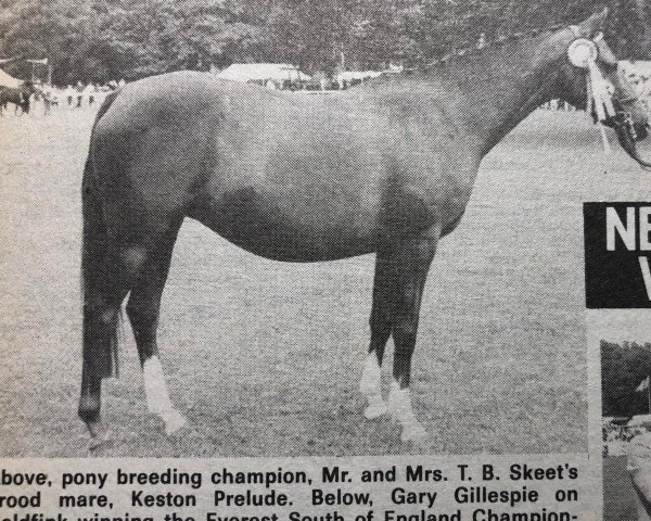 Zuchtstute Keston Prelude (British Riding Pony, 1975, von Wingrove Minkino)
