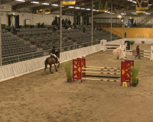 Reitturnier Verden 2024