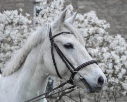 dressage horse Muileann Star (Connemara Pony, 2009, from Anbally Tiger)