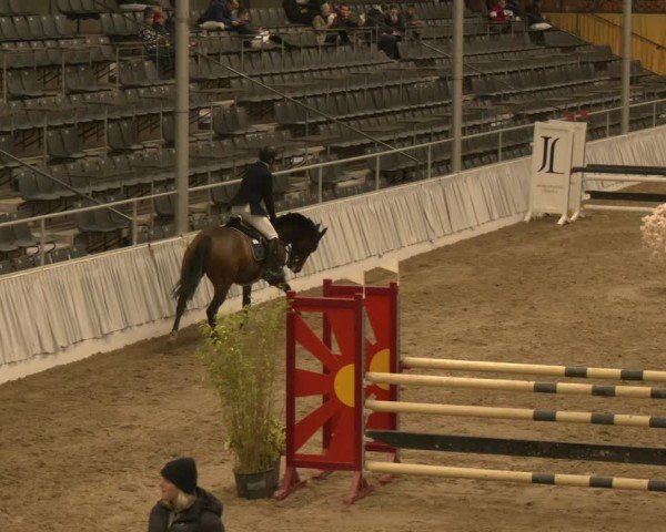 Reitturnier Verden 2024