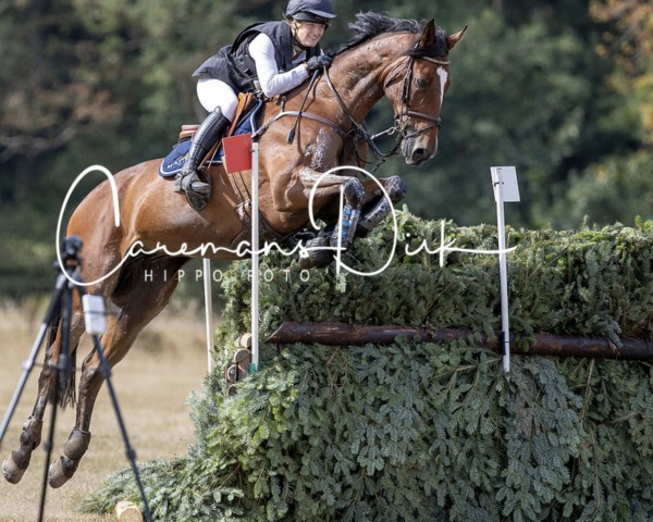 jumper Headquarter D'Alphi (Belgium Sporthorse, 2013, from Jenson van't Meulenhof)