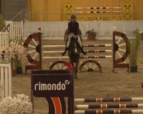 Reitturnier Verden 2024