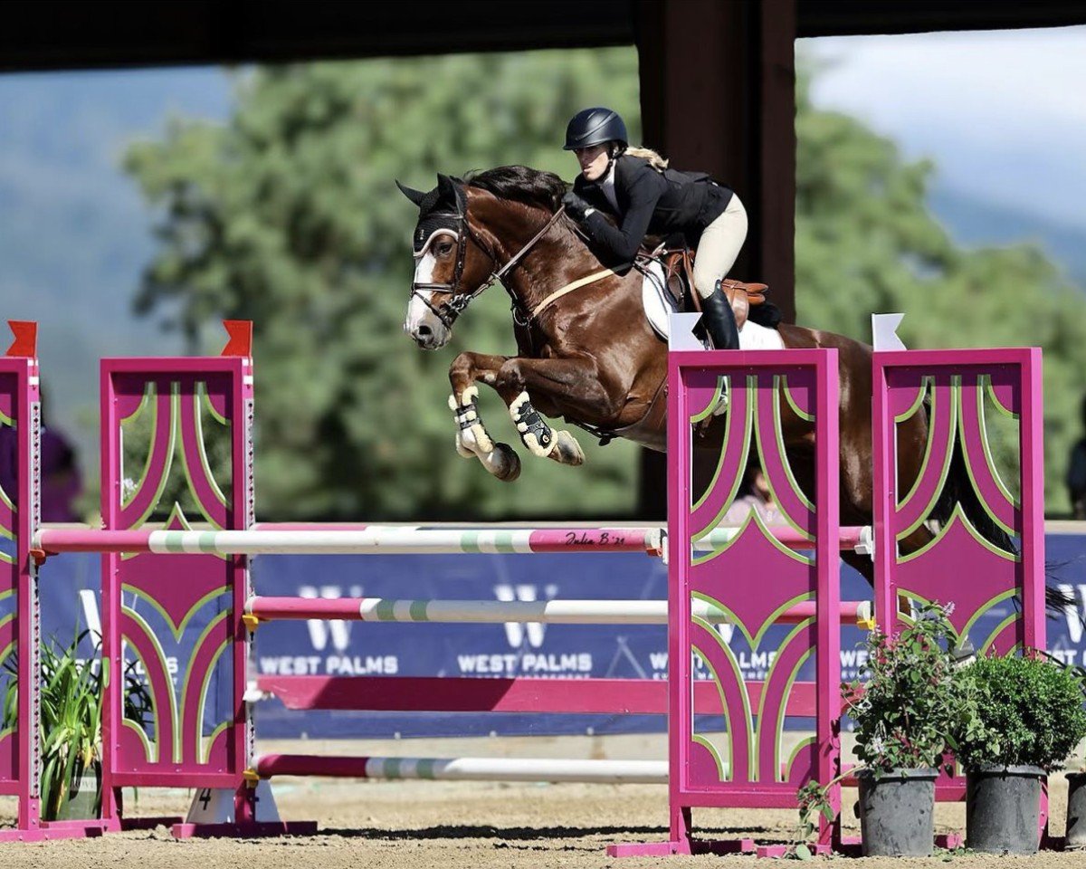horse Qadim De Regor (Belgian Warmblood, 2016, from Bamako de Muze)
