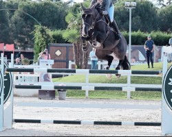 jumper Hannah Zoe Quality (Holsteiner, 2015, from Casall Ask)