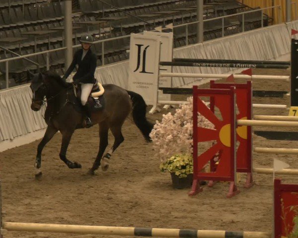 Reitturnier Verden 2024