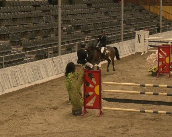 Reitturnier Verden 2024
