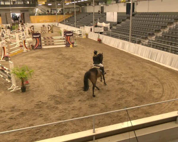 Reitturnier Verden 2024