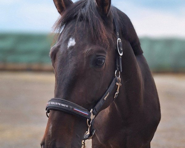 Pferd Hengst von Corfu de la Vie / Colman (Holsteiner, 2020, von Corfu de La Vie)