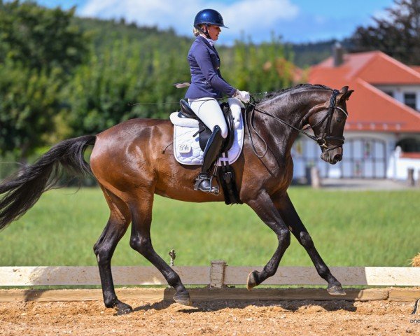 dressage horse Bonne Passage (Hanoverian, 2020, from Bon Courage 4)