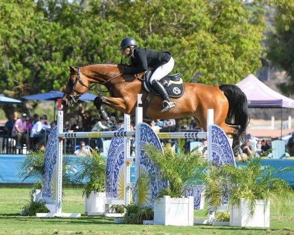 broodmare Vivalunaika Blue PS (Oldenburg show jumper, 2014, from Vivant)
