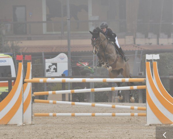 jumper Coco G Z (Belgian Warmblood, 2015, from Cornet Obolensky)