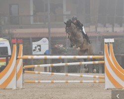 jumper Coco G Z (Belgian Warmblood, 2015, from Cornet Obolensky)