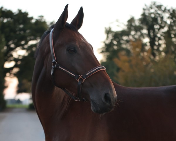 dressage horse Vailando (Westphalian, 2015, from Vancouver d'Auvray)