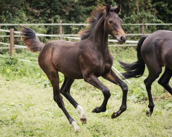 horse Contributing Fire (Westphalian, 2024, from Capistrano 2)