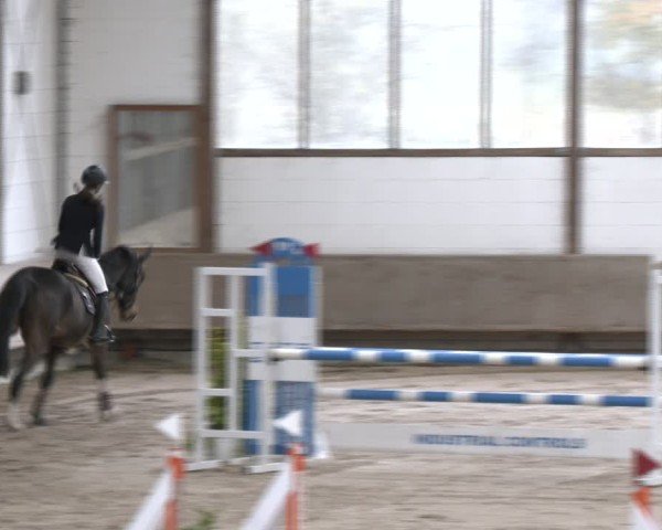 Equestrian Show Langenfeld - Gut Langfort 2024