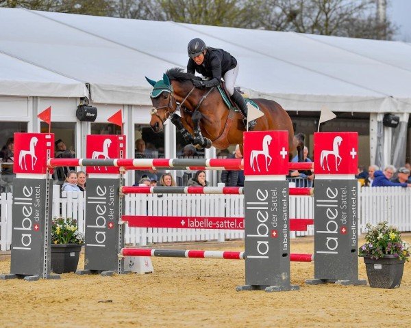 broodmare Gianna II (Holsteiner, 2014, from Lauck's Locke)