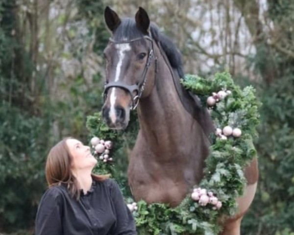 horse Caruso (Holsteiner, 2010, from Cassini II)