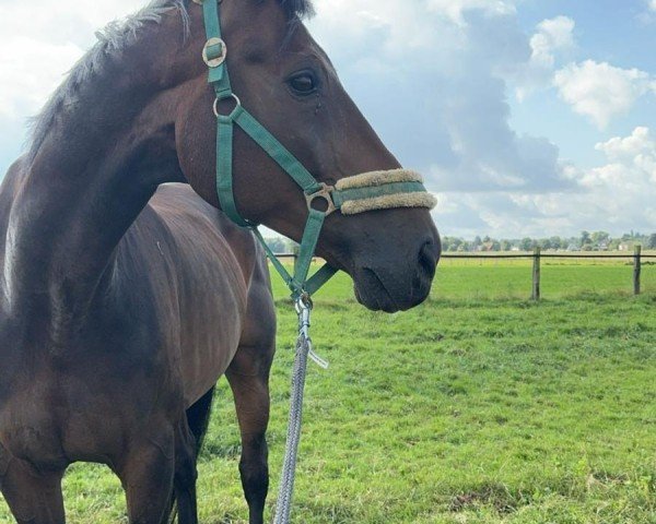 dressage horse Mirandos (Mecklenburg, 2005, from Methusalem)