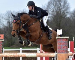 jumper Coco Blue (Holsteiner, 2007, from Corrado I)