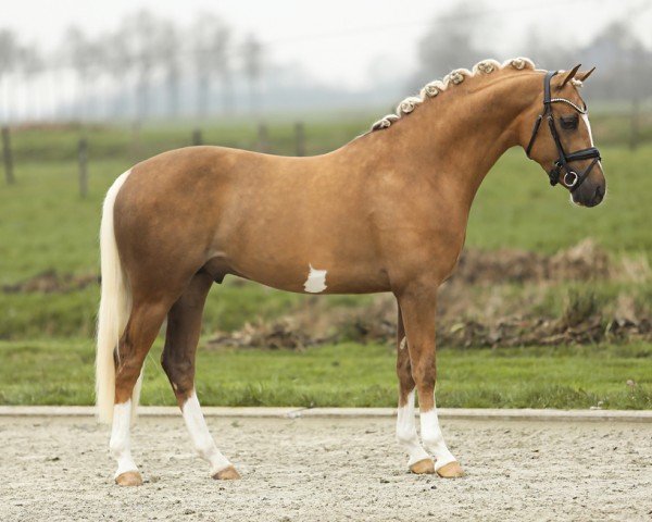 stallion Cicero de Umme (Nederlands Rijpaarden en Pony, 2021, from FS Champion de Luxe) stallion Cicero de Umme (Nederlands Rijpaarden en Pony, 2021, from FS Champion de Luxe)