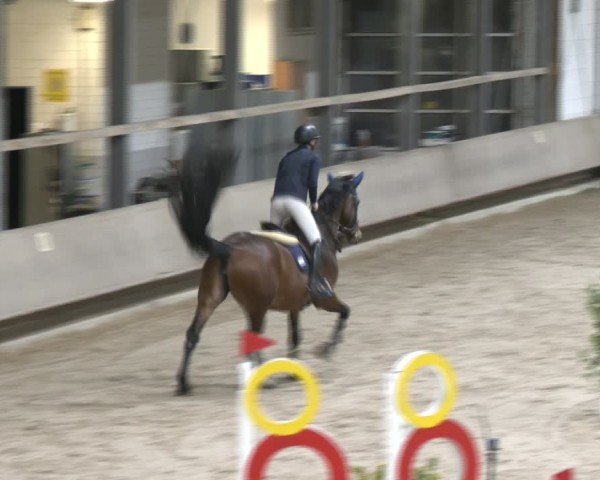 Reitturnier Langenfeld - Gut Langfort 2024
