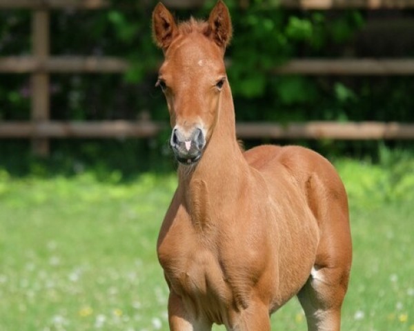 horse Maximillian de Umme (Nederlands Rijpaarden en Pony, 2024, from Million Reasons)