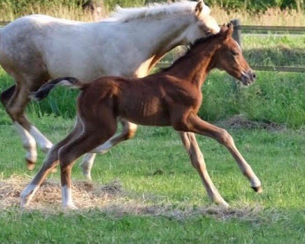 horse Mattie de Umme (Nederlands Rijpaarden en Pony, 2021, from Koetsiershoeve Messenger)