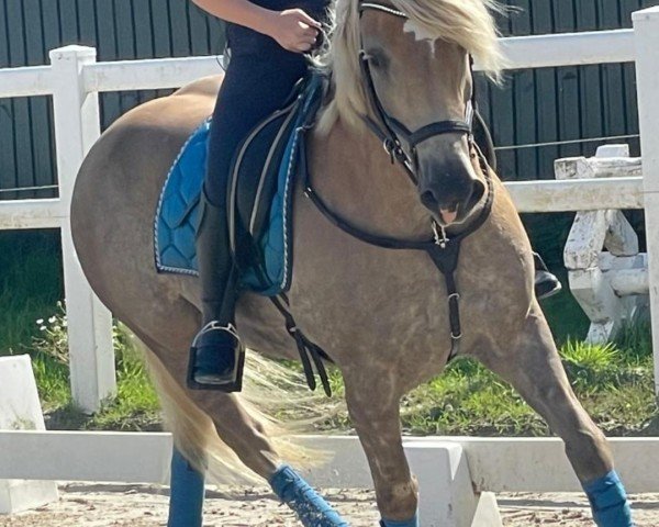 dressage horse Sir Franz 4 (Haflinger, 2018, from liz. 410/T Sevruga)
