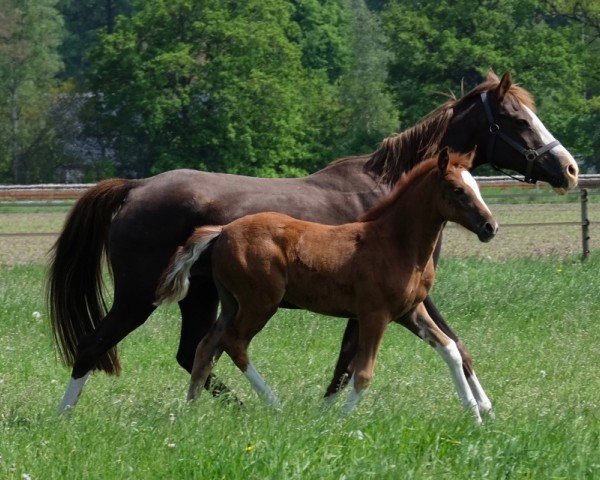 broodmare Noortje van de Beekerheide (Nederlands Rijpaarden en Pony, 2004, from Neptune van de Beekerheide)