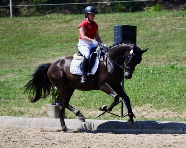 horse Fürstano W (Austrian Warmblood, 2021, from Fürst Otto) horse Fürstano W (Austrian Warmblood, 2021, from Fürst Otto)