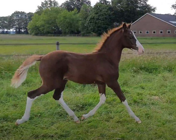 horse Dudok de Umme (Nederlands Rijpaarden en Pony, 2024, from Mochyndaear Dragonfly In Amber)