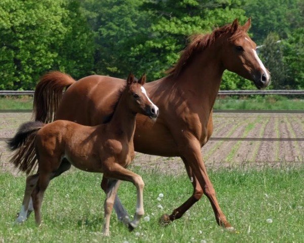 Pferd Jagger de Umme (Nederlands Rijpaarden en Pony, 2023, von Joli du Vi)
