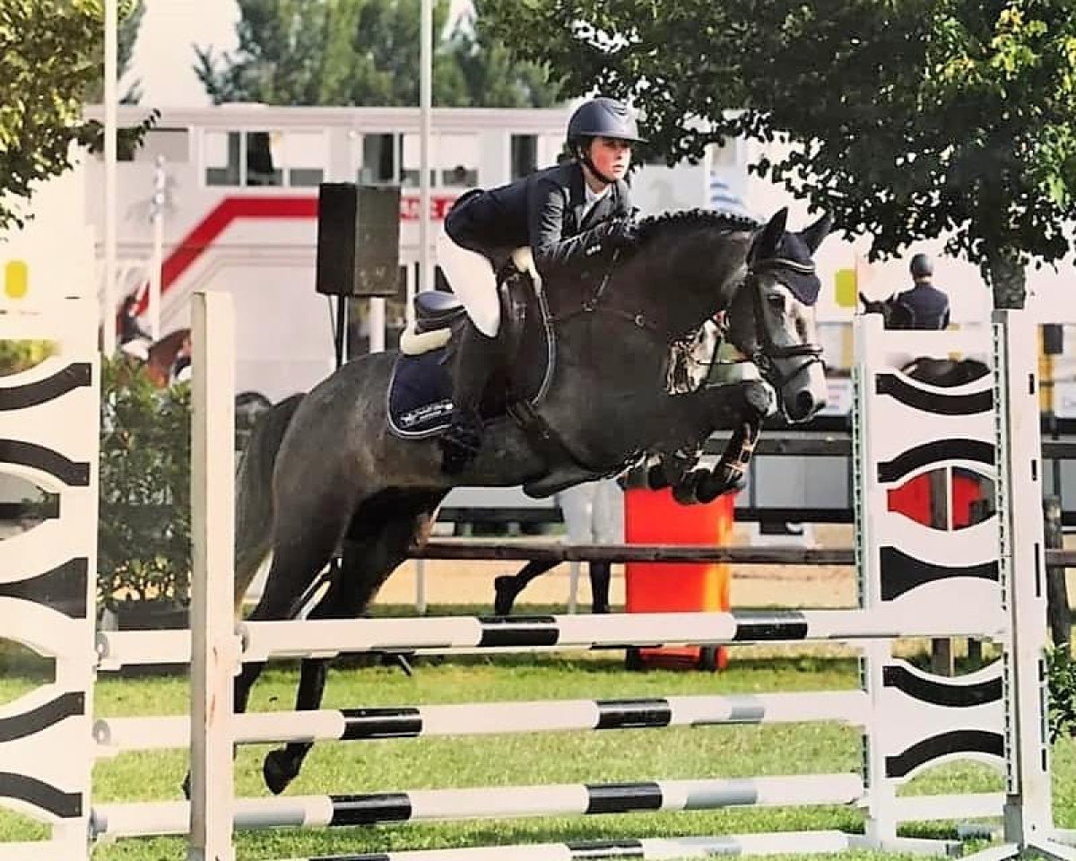 Pferd Geronimo Z (Holländisches Reitpony, 2015, von Goliath van de Groenweg)