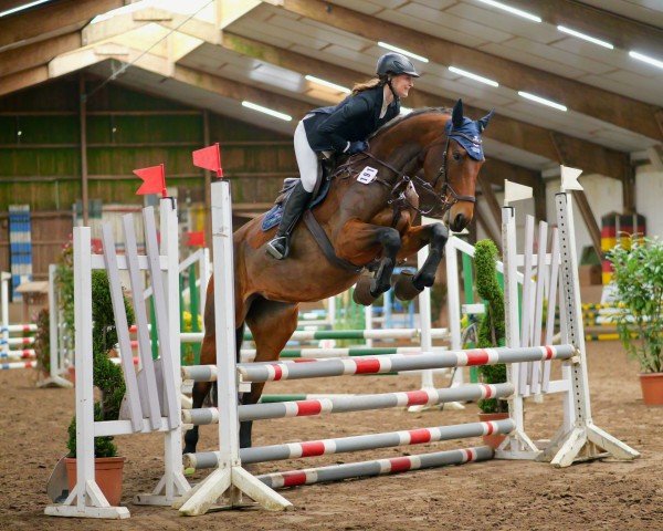 horse Kara Mira (Oldenburg show jumper, 2019, from Karajan)