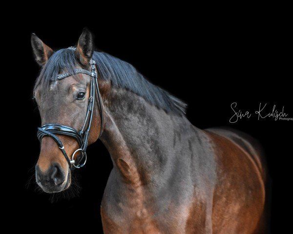 horse Chumbawamba B (Westphalian, 2019, from Carell)