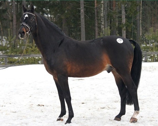 stallion Master 129 FIN (Swedish Warmblood, 1988, from Ceylon) stallion Master 129 FIN (Swedish Warmblood, 1988, from Ceylon)