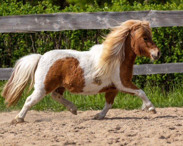 broodmare Gia von den Alleegärten (Shetland pony (under 87 cm), 2020, from Elmhorst Irish Coffee)