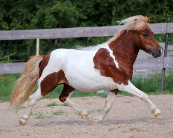 stallion Irish Red Chili von den Alleegärten (Shetland pony (under 87 cm), 2020, from Elmhorst Irish Coffee)