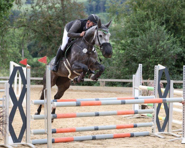 jumper Cäcilie K (German Sport Horse, 2019, from Cachacco Blue)