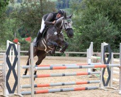 jumper Cäcilie K (German Sport Horse, 2019, from Cachacco Blue)