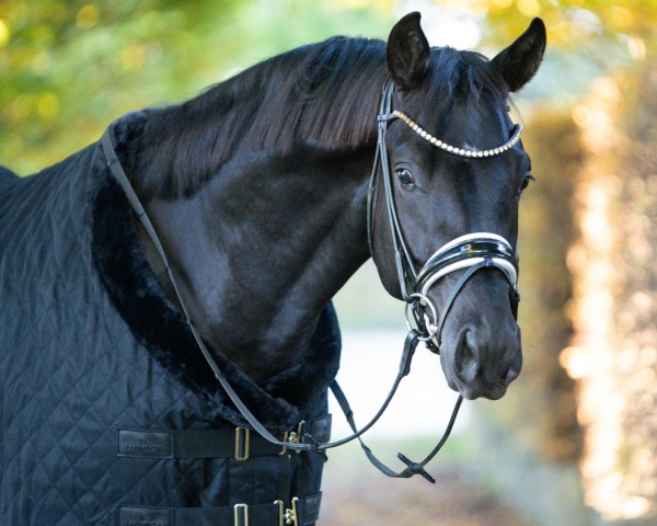 Pferd Total Dream KW (Oldenburger, 2021, von Total McLaren)