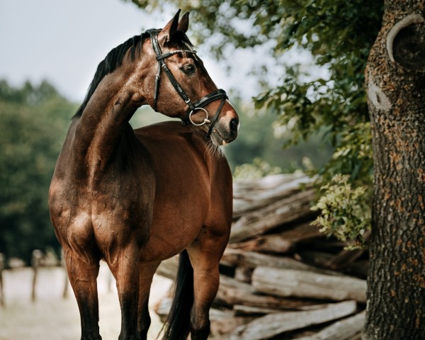 dressage horse Rasmus 66 (Westphalian, 1994, from Renoir I)